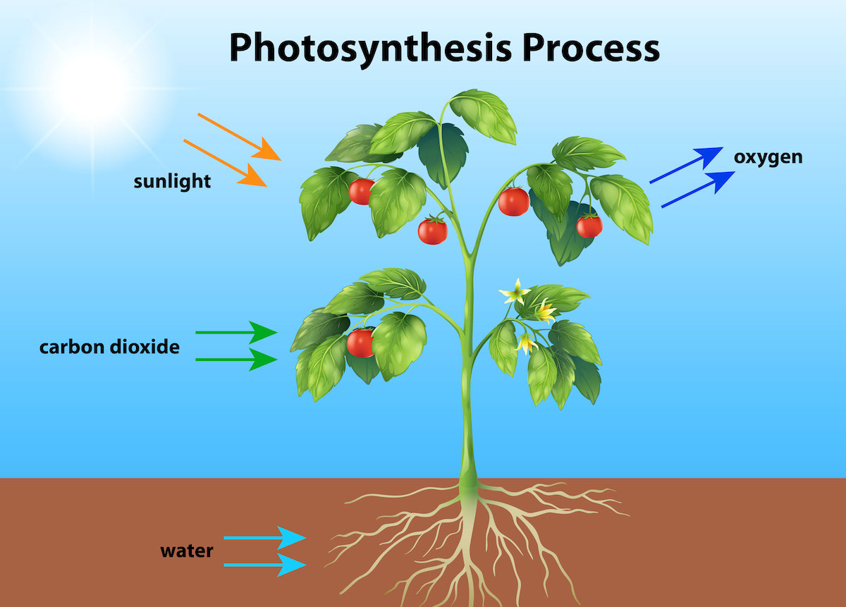 Photosynthesis: How Plants Power the World - Cloze Passage Exercise Online